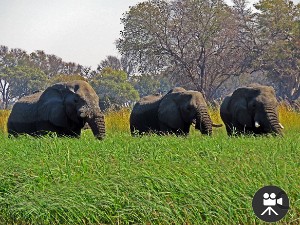 2016-07 Namibia Botswana movie